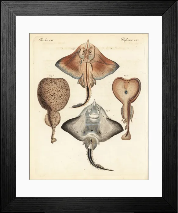 Framed Print : Bottlenose skate and electric rays Framed Print : Bottlenose skate and electric rays