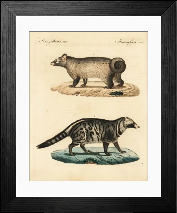 Framed Print : Asian palm civet and African civet Framed Print : Asian palm civet and African civet