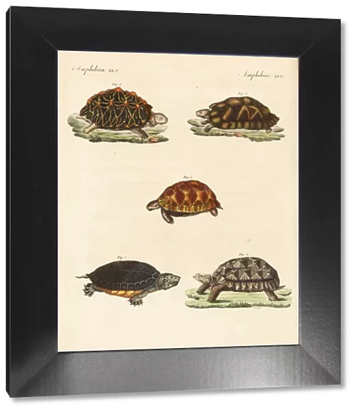 Turtles and tortoises