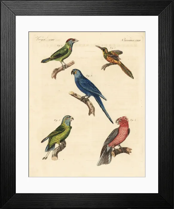 Framed Print : Exotic birds Framed Print : Exotic birds
