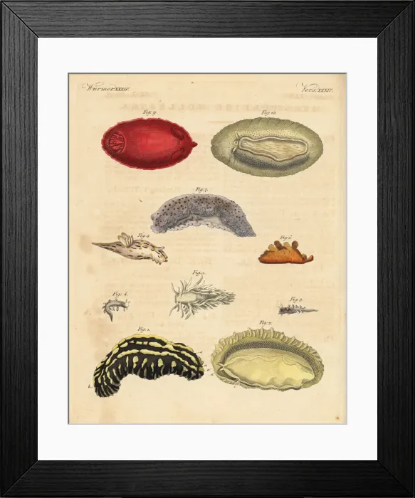 Framed Print : Sea slugs: Phyllidia varicosa 1, 2, Tergipes limacina 3 Framed Print : Sea slugs: Phyllidia varicosa 1, 2, Tergipes limacina 3