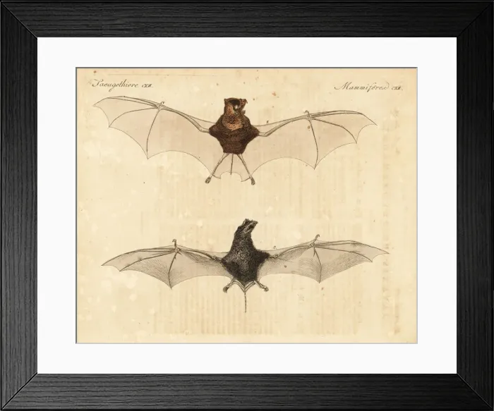 Framed Print : Horsfields leaf-nosed bat and wrinkle-lipped bat Framed Print : Horsfields leaf-nosed bat and wrinkle-lipped bat