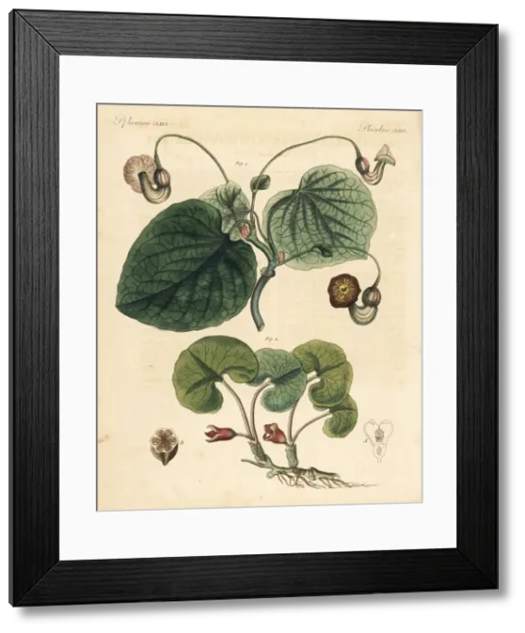 Framed Print : Dutchmans pipe and asarabacca Framed Print : Dutchmans pipe and asarabacca