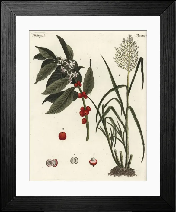 Framed Print : Coffee and sugar cane plants Framed Print : Coffee and sugar cane plants