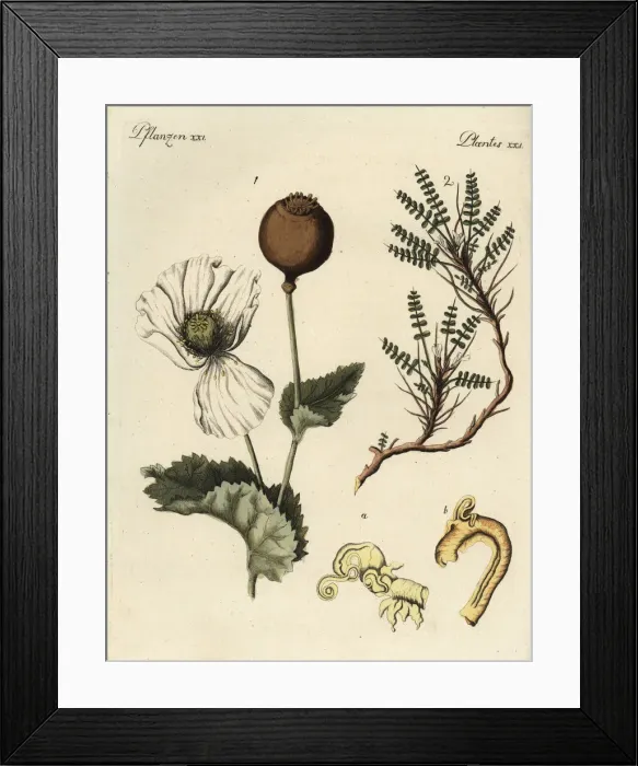 Framed Print : Opium poppy and Cretan milk-vetch Framed Print : Opium poppy and Cretan milk-vetch
