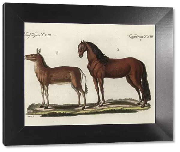 Domesticated horse and dziggetai