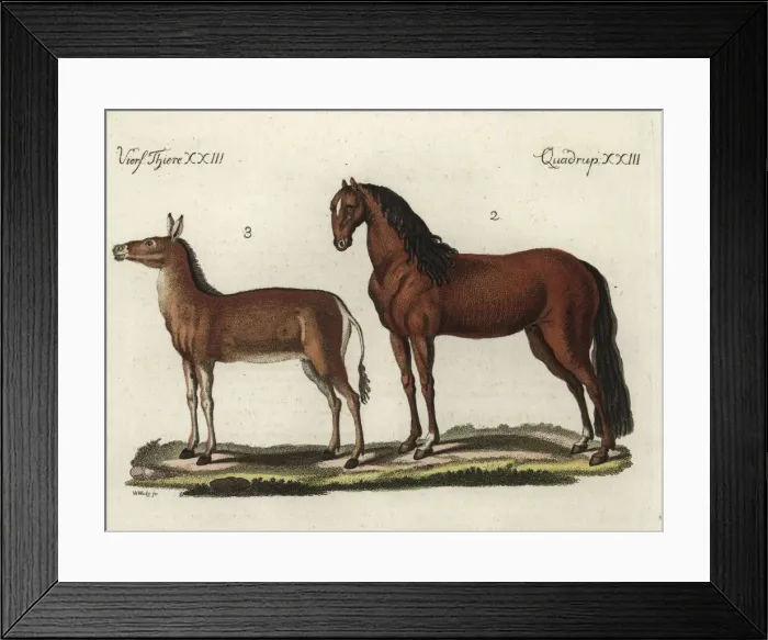 Framed Print : Domesticated horse and dziggetai Framed Print : Domesticated horse and dziggetai