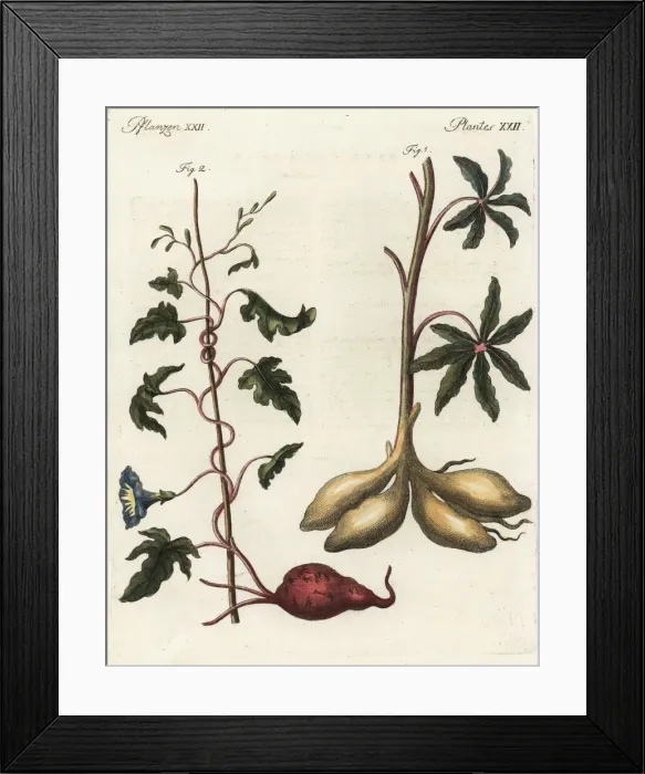 Framed Print : Cassava and sweet potato Framed Print : Cassava and sweet potato
