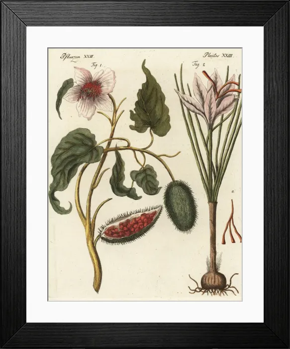 Framed Print : Achiote and saffron crocus Framed Print : Achiote and saffron crocus