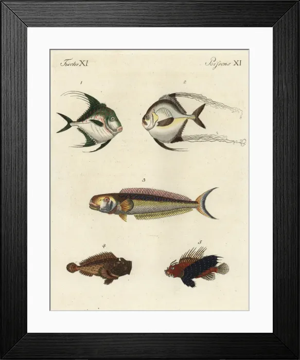 Framed Print : Exotic fish Framed Print : Exotic fish