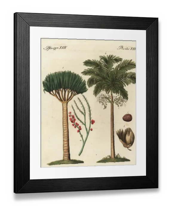 Framed Print : Dragons blood palm and areca palm trees Framed Print : Dragons blood palm and areca palm trees