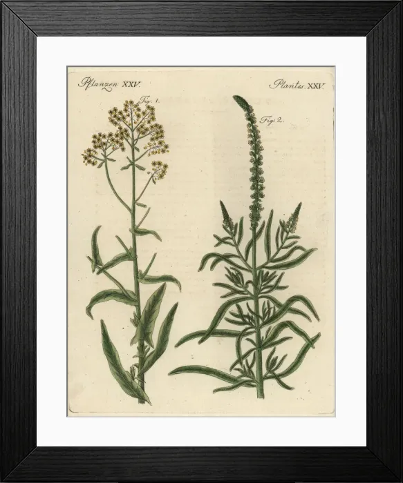 Framed Print : Woad and dyers rocket Framed Print : Woad and dyers rocket