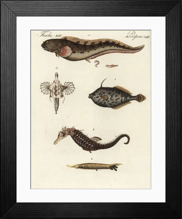 Framed Print : Exotic fish Framed Print : Exotic fish