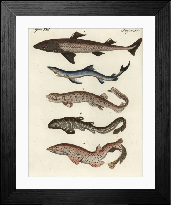 Framed Print : Shark species Framed Print : Shark species