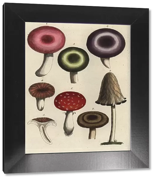 Mushroom varieties