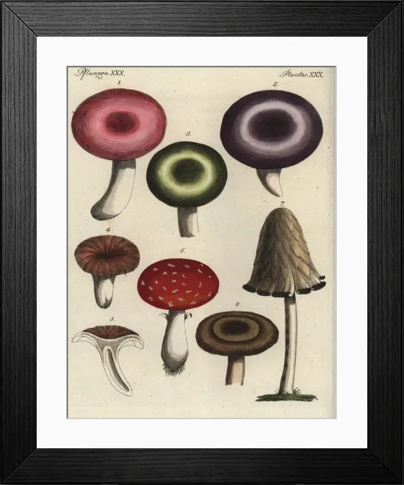 Framed Print : Mushroom varieties Framed Print : Mushroom varieties