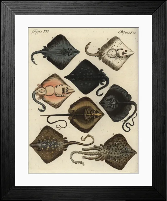 Framed Print : Skates and rays Framed Print : Skates and rays