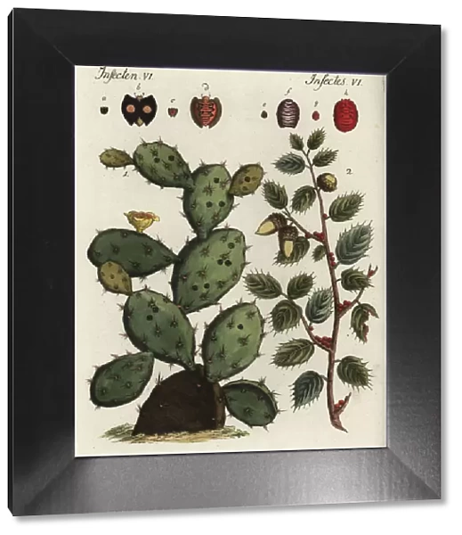Cochineal cactus and Kermes oak