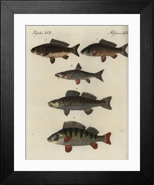 Framed Print : Carp and perch varieties Framed Print : Carp and perch varieties