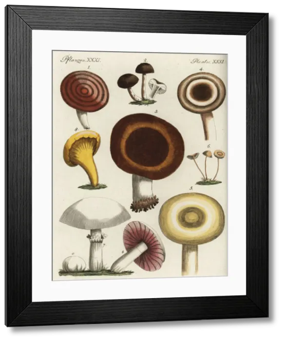 Framed Print : Mushroom varieties Framed Print : Mushroom varieties