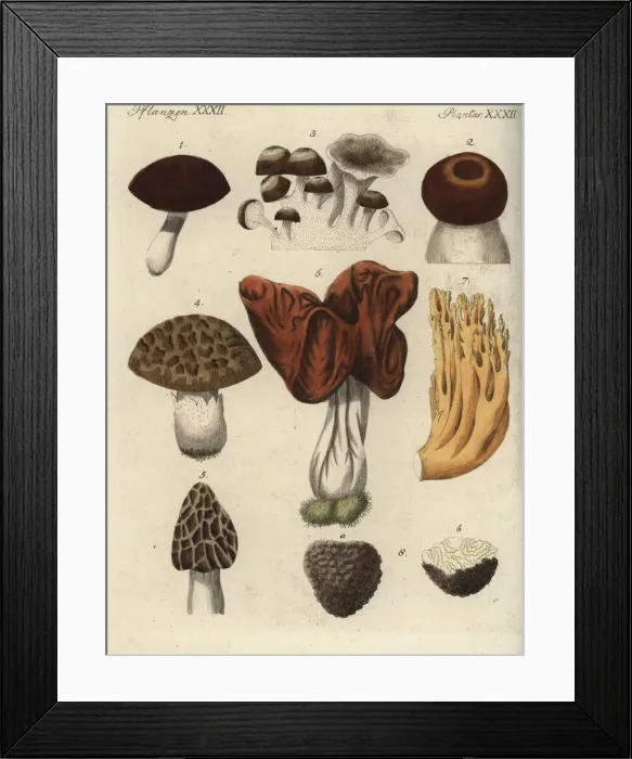 Framed Print : Mushroom varieties Framed Print : Mushroom varieties