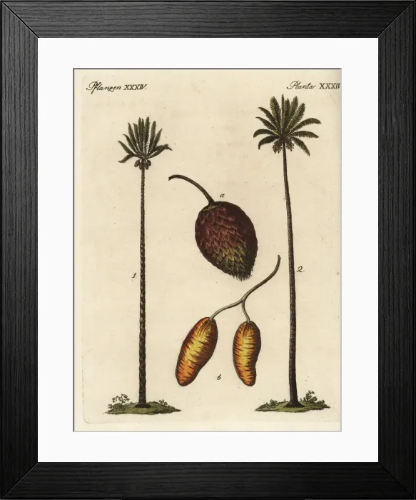 Framed Print : Queen sago palm, Cycas circinalis, and date Framed Print : Queen sago palm, Cycas circinalis, and date