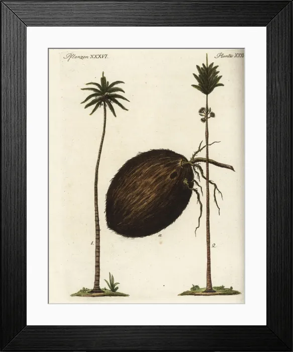 Framed Print : Coconut palm and Caribbean royal palm Framed Print : Coconut palm and Caribbean royal palm