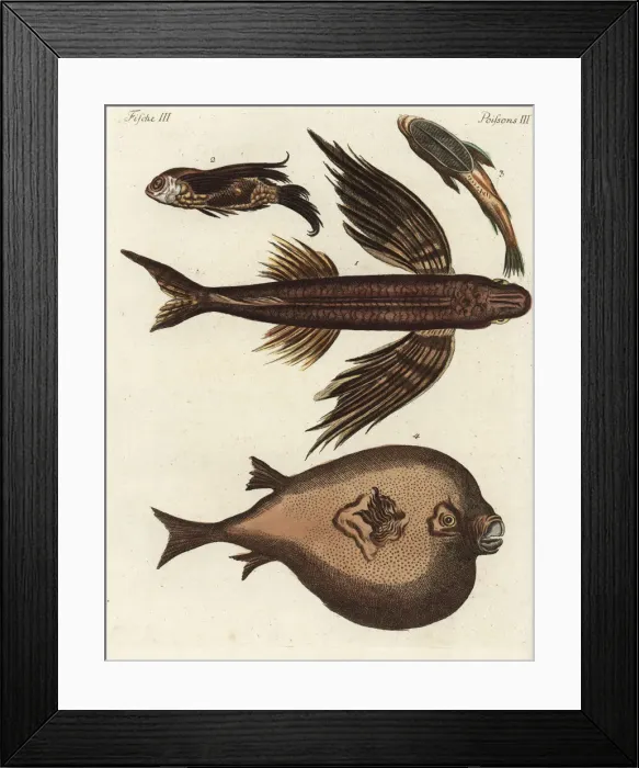 Framed Print : Flying fish, suckerfish and boxfish Framed Print : Flying fish, suckerfish and boxfish