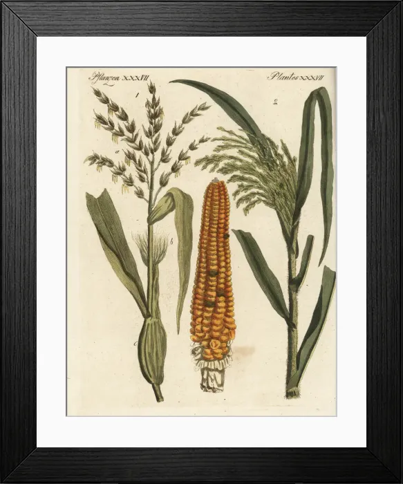 Framed Print : Corn and millet Framed Print : Corn and millet