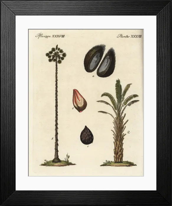 Framed Print : Toddy palm and oil palm Framed Print : Toddy palm and oil palm