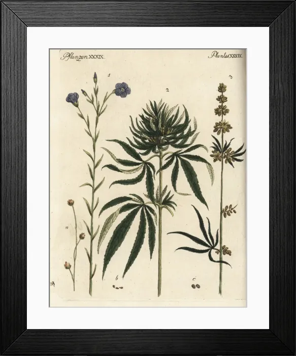 Framed Print : Flax and cannabis Framed Print : Flax and cannabis