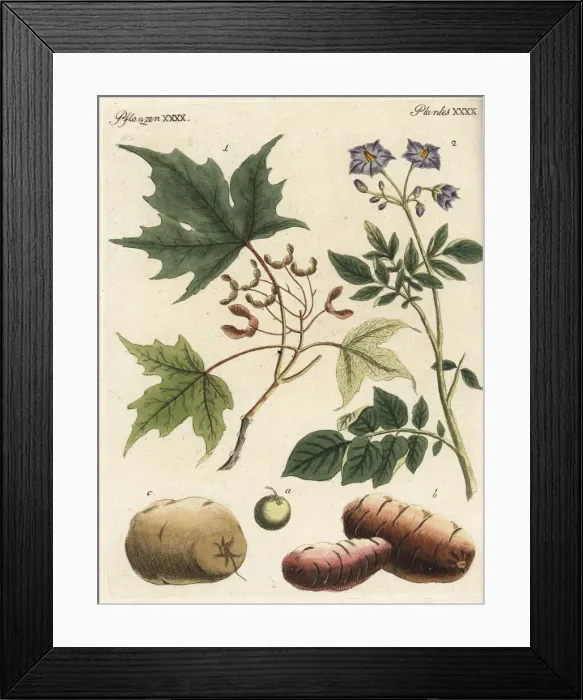 Framed Print : Silver maple and potato Framed Print : Silver maple and potato