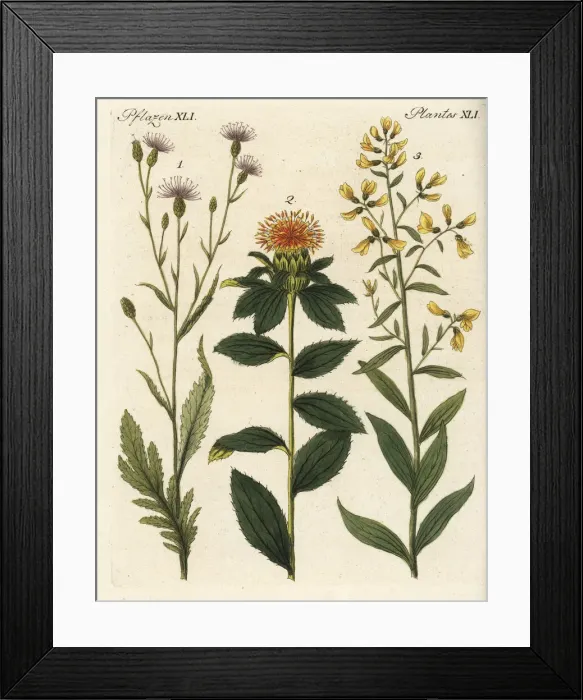 Framed Print : Saw-wort, safflower and dyers broom Framed Print : Saw-wort, safflower and dyers broom