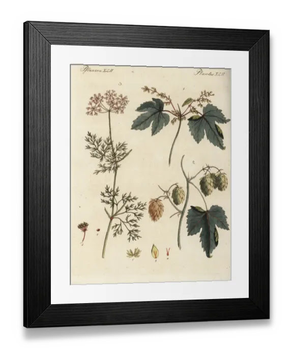 Framed Print : Hops and coriander Framed Print : Hops and coriander