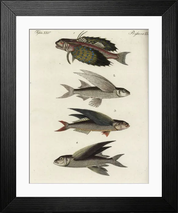 Framed Print : Flyingfish varieties Framed Print : Flyingfish varieties