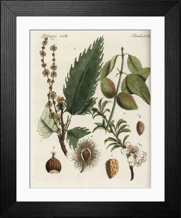 Framed Print : Sweet chestnut and almond tree Framed Print : Sweet chestnut and almond tree