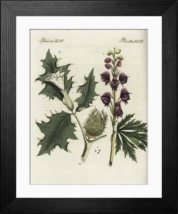 Framed Print : Monkshood and datura Framed Print : Monkshood and datura