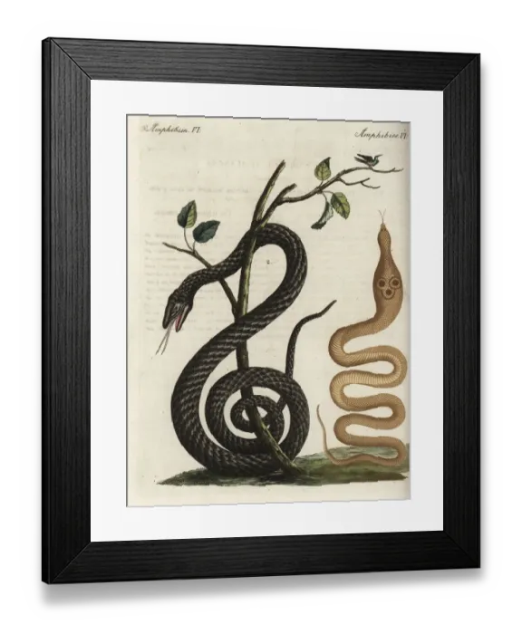 Framed Print : Indian cobra and black snake Framed Print : Indian cobra and black snake