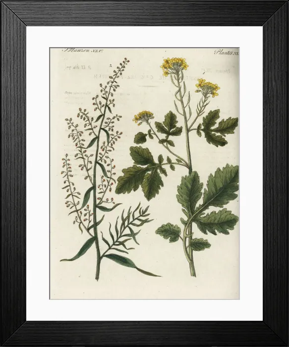 Framed Print : Mustard and tarragon Framed Print : Mustard and tarragon