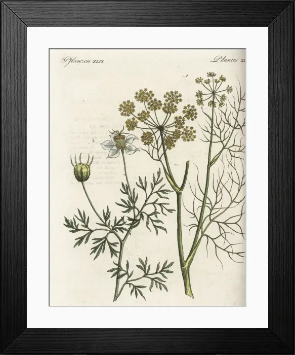 Framed Print : Fennel and black cumin Framed Print : Fennel and black cumin