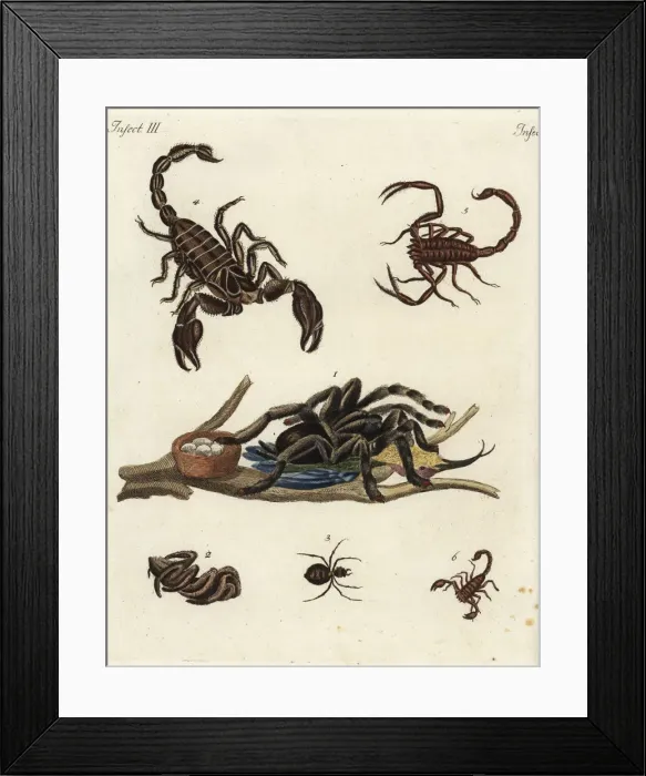 Framed Print : Spiders and scorpions Framed Print : Spiders and scorpions