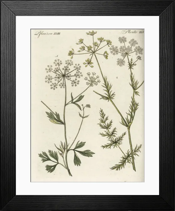 Framed Print : Anise and cumin Framed Print : Anise and cumin