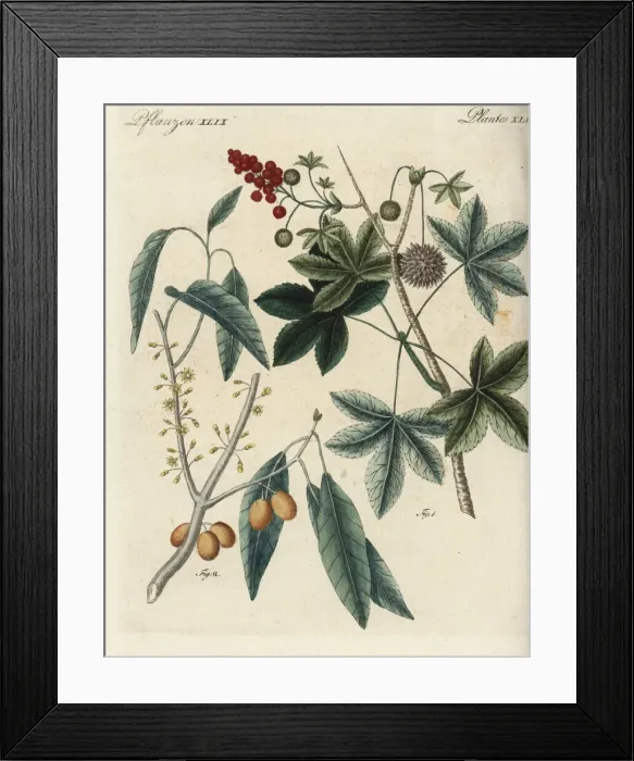 Framed Print : American sweetgum and mastic tree Framed Print : American sweetgum and mastic tree