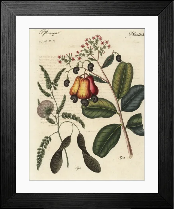 Framed Print : Ceylon satinwood and cashew nut trees Framed Print : Ceylon satinwood and cashew nut trees