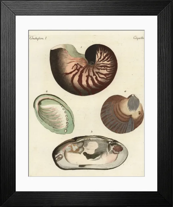 Framed Print : Chambered nautilus and pearl shells Framed Print : Chambered nautilus and pearl shells