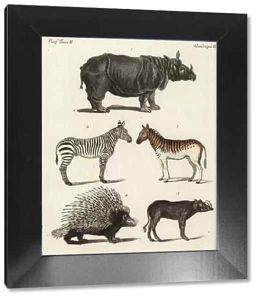 Rhinoceros, zebra, porcupine and babirusa