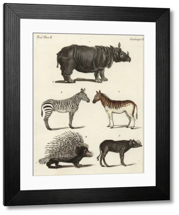 Framed Print : Rhinoceros, zebra, porcupine and babirusa Framed Print : Rhinoceros, zebra, porcupine and babirusa