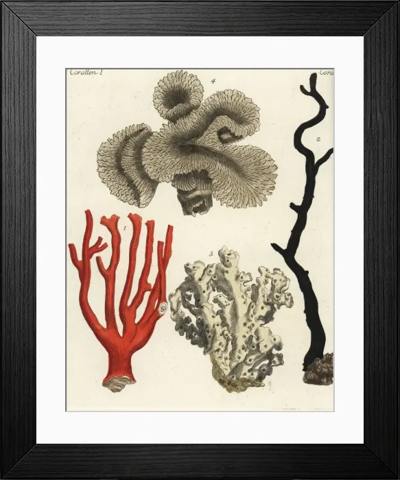 Framed Print : Coral varieties Framed Print : Coral varieties