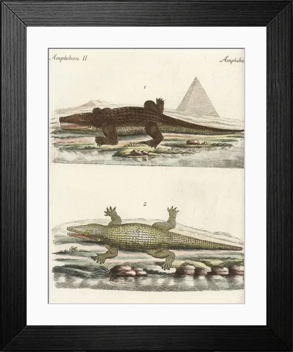 Framed Print : Nile crocodile, Crocodylus niloticus Framed Print : Nile crocodile, Crocodylus niloticus