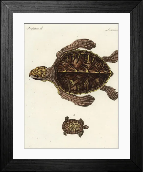 Framed Print : Hawksbill sea turtle and Greek tortoise Framed Print : Hawksbill sea turtle and Greek tortoise